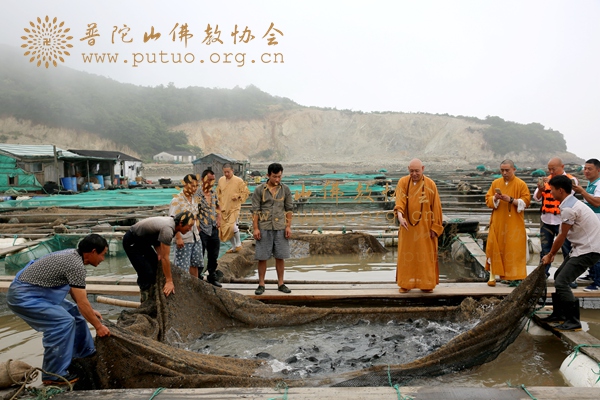 佛教-会长道慈大和尚赴登步岛举行放生活动