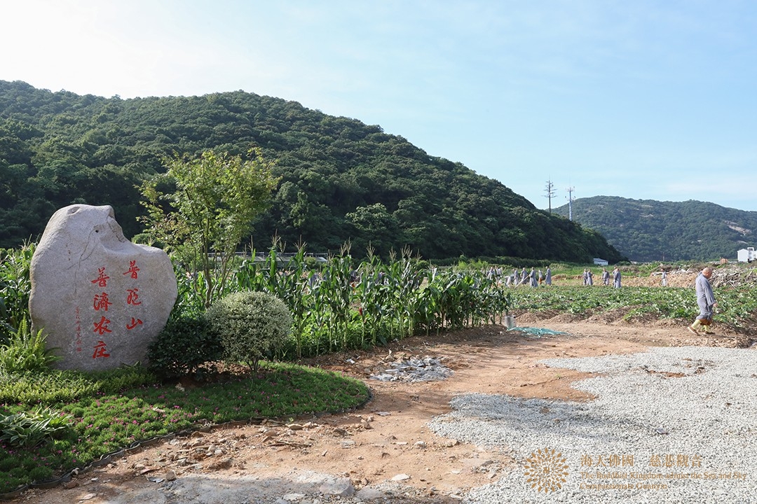 普陀山-“普济福田 农禅并重”会长道慈大和尚一行赴普陀山普济农庄出坡劳作