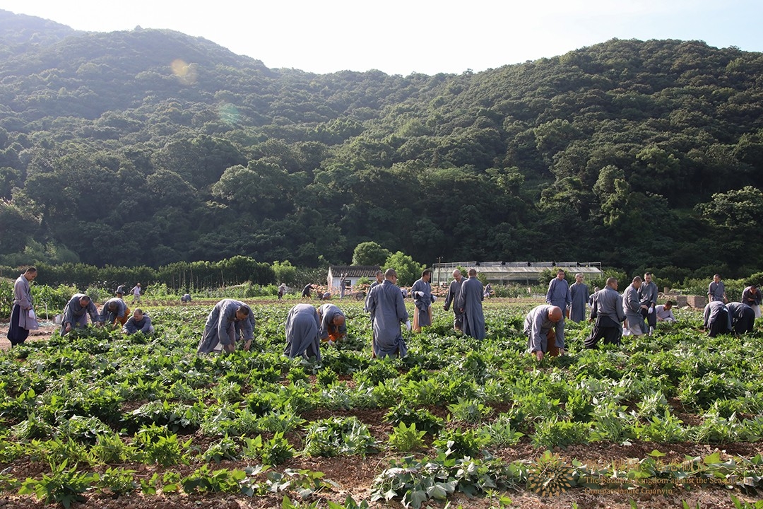 普陀山-“普济福田 农禅并重”会长道慈大和尚一行赴普陀山普济农庄出坡劳作