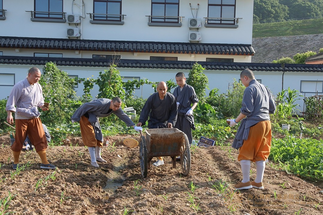 普陀山-“普济福田 农禅并重”会长道慈大和尚一行赴普陀山普济农庄出坡劳作